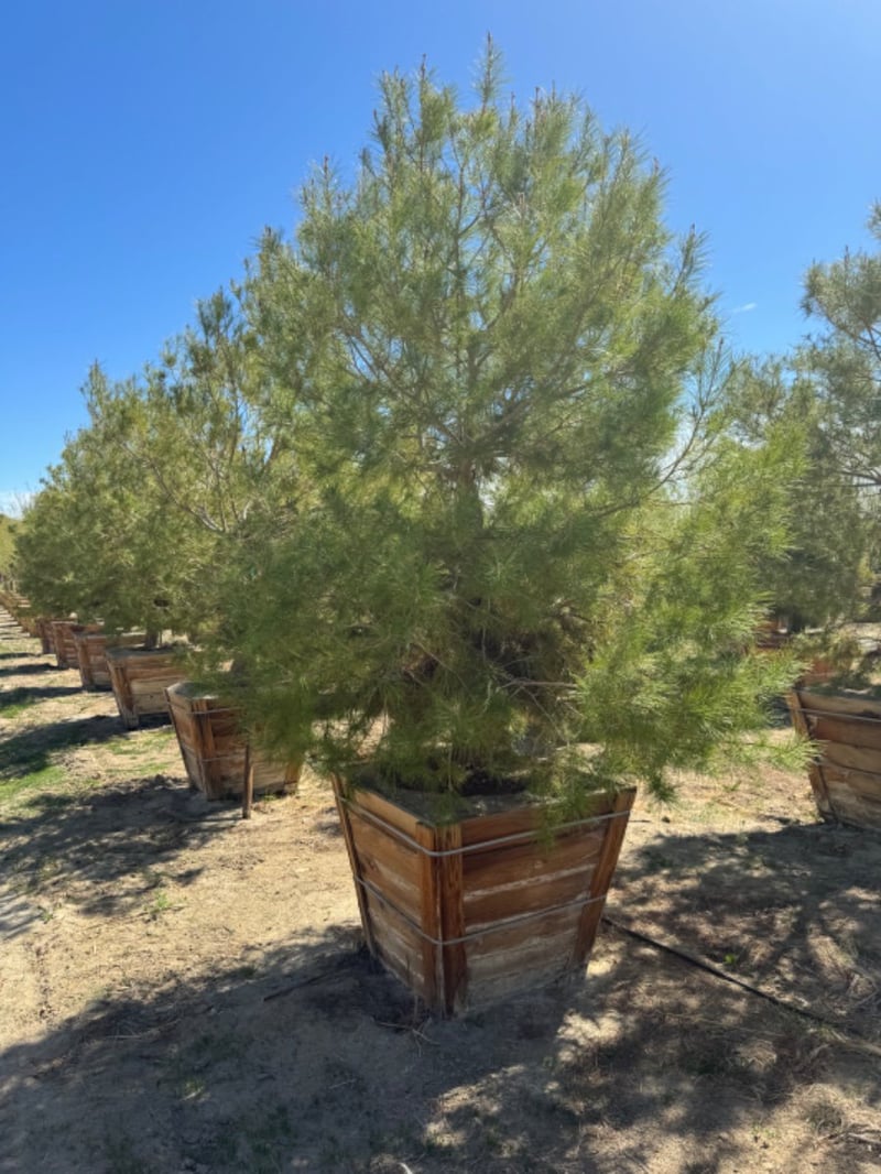 Photo for Pinus halepensis (Aleppo Pine)