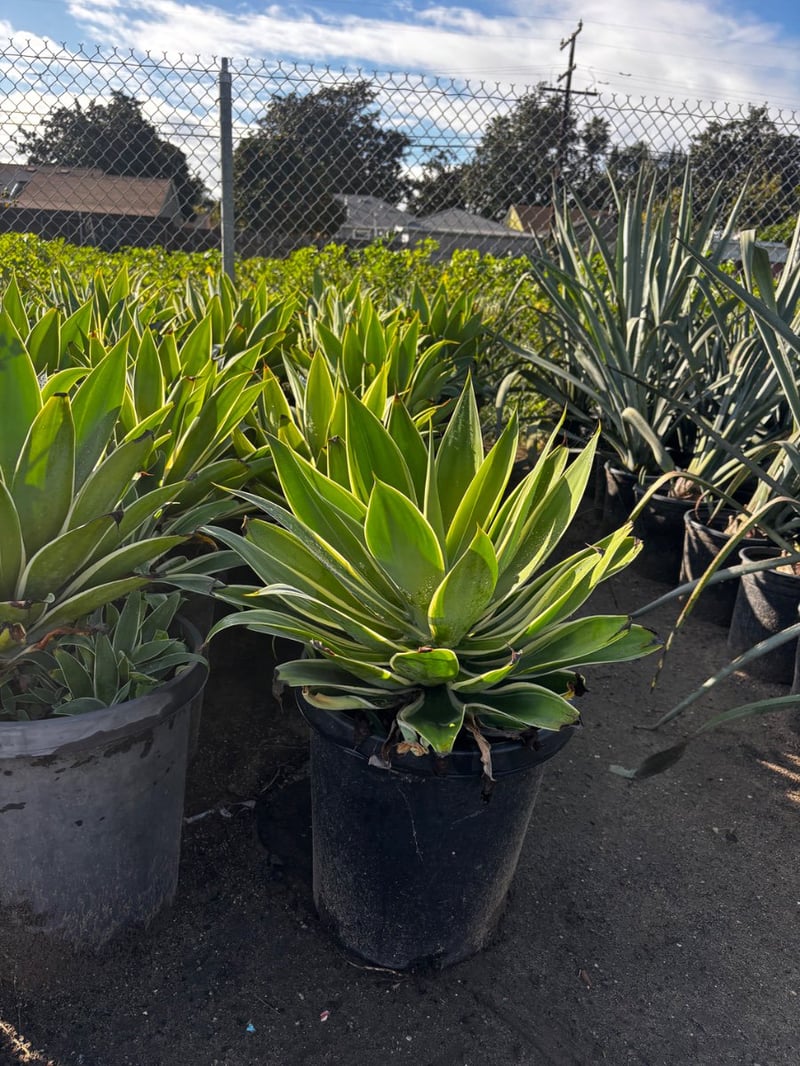 Photo for Agave attenuata 'Variegata' (Variegated Fox Tail Agave)