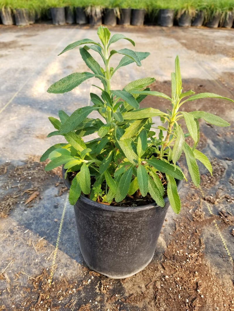 Photo for Salvia mellifera (Black Sage, Honey Sage)