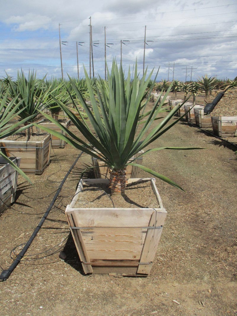 Photo for Dracaena draco (Dragon Tree)