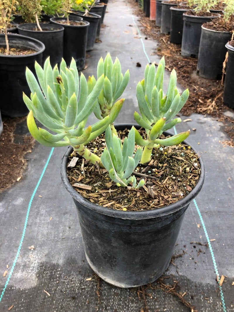 Photo for Senecio mandraliscae 'Blue Chalk Sticks' (Senecio)