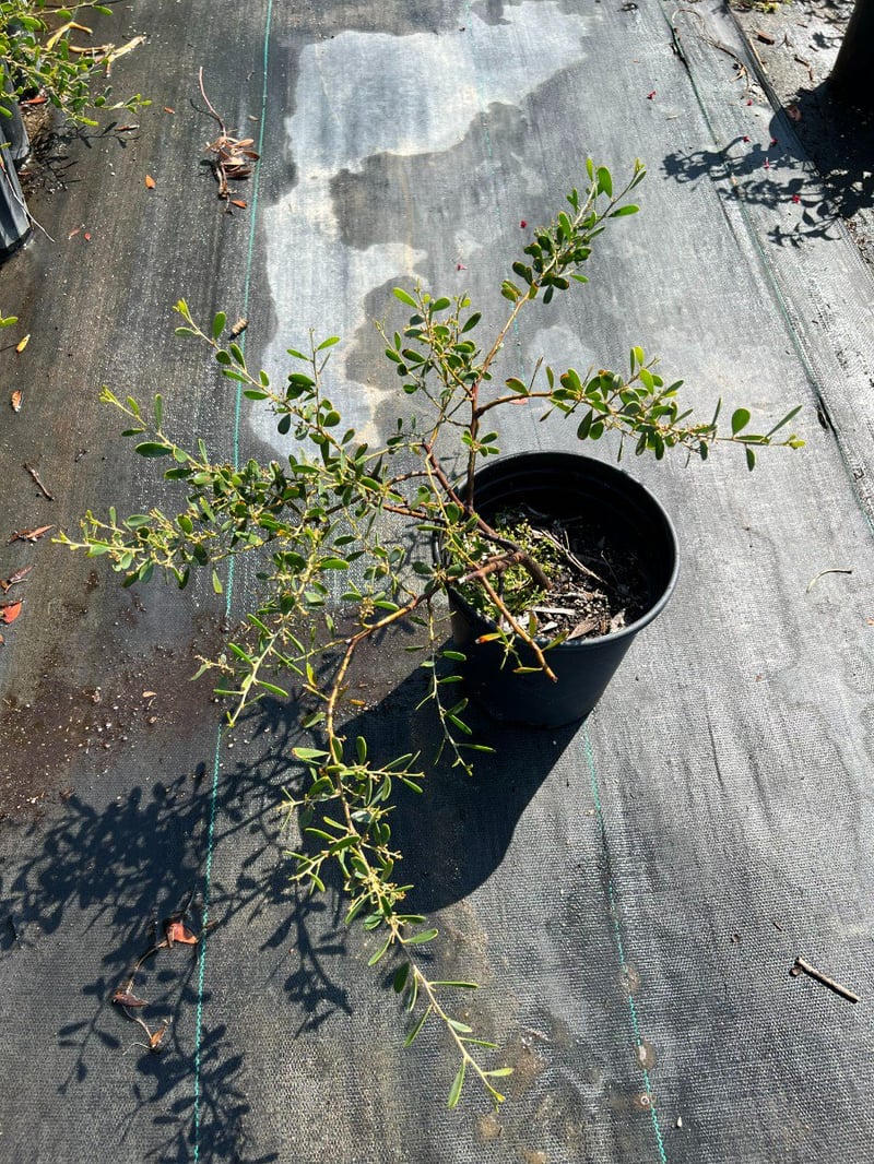 Photo for Acacia redolens 'Desert Carpet' (Desert Carpet Prostrate Acacia)
