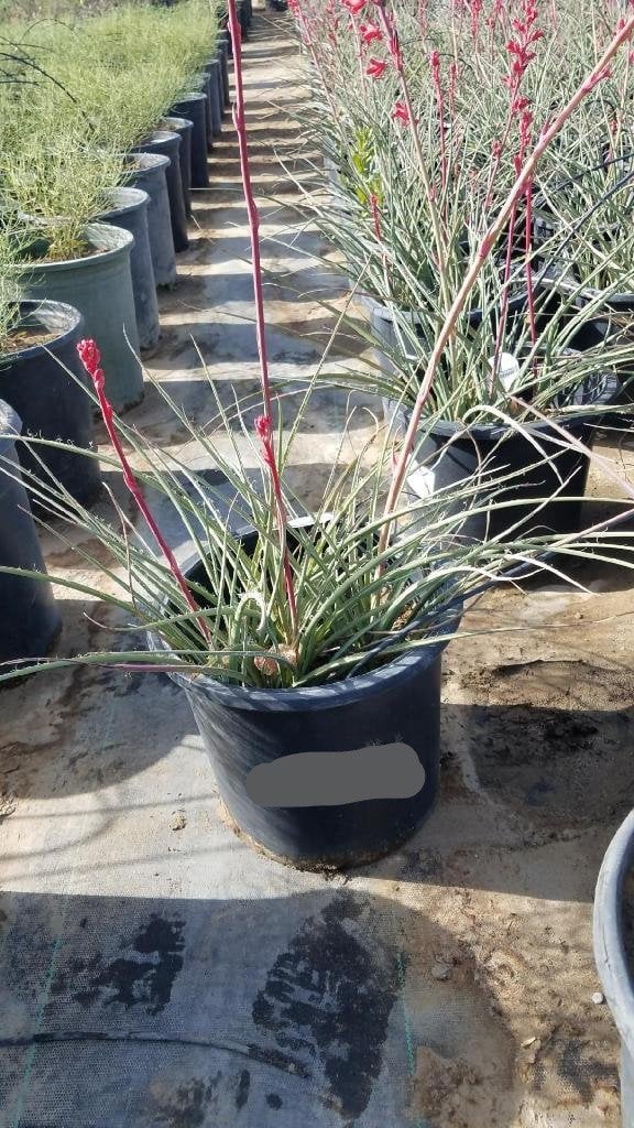 Photo for Hesperaloe parviflora 'Perpa' (Brakelights Red Yucca)