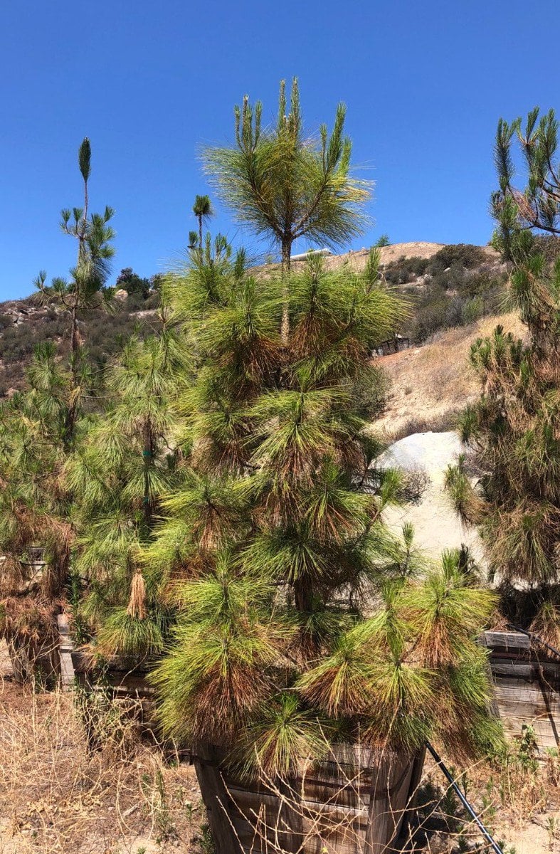 Photo for Pinus canariensis (Canary Island Pine)