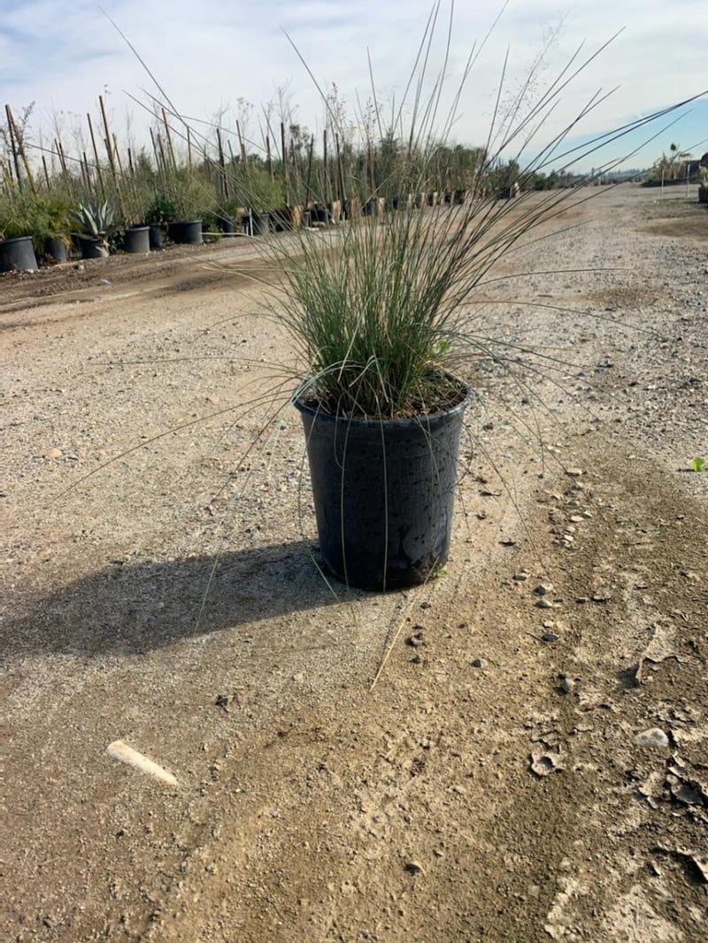 Photo for Muhlenbergia capillaris 'Regal Mist' (Gulf Muhly)
