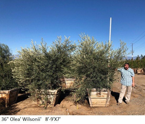 Photo for Olea europaea 'Wilsonii' (Low Branch) (Wilsonii Fruitless Olive)