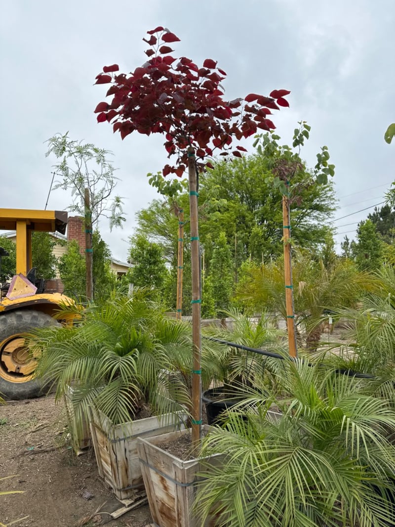 Photo for Cercis canadensis 'Forest Pansy' (Standard) (Purple-leaved Eastern Redbud)