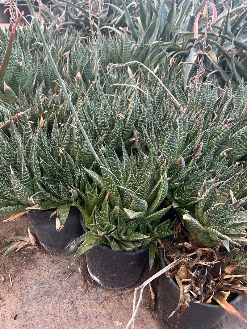 Photo for Aloe aristata (Lace aloe)