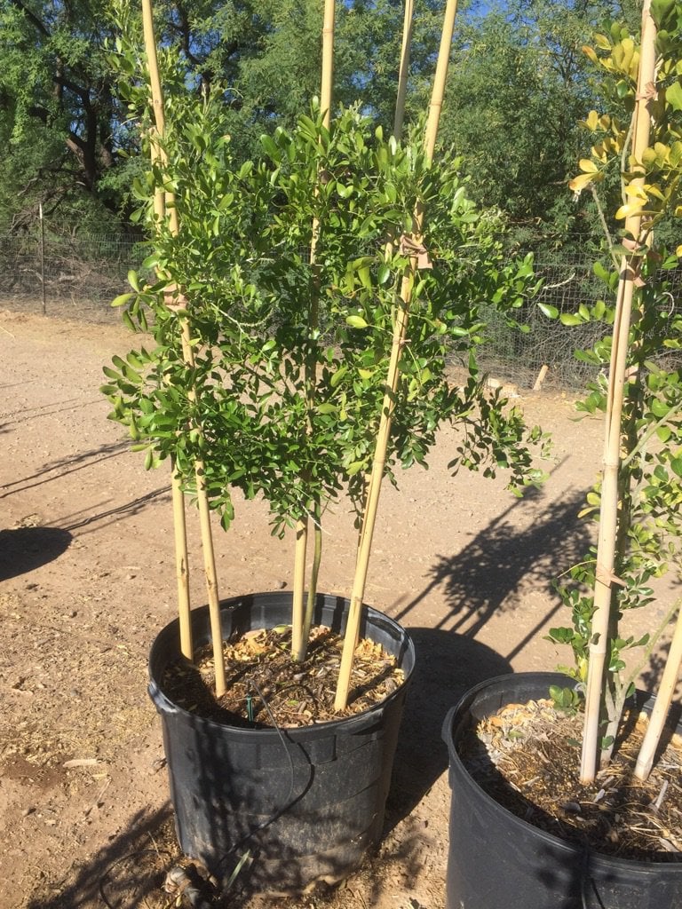 Photo for Dermatophyllum secundiflora (Sophora secundiflora) (Texas Mountain Laurel)