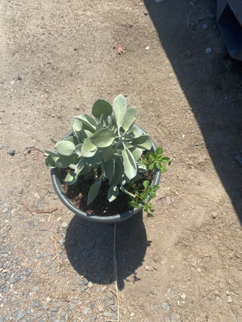 Photo for Kalanchoe bracteata (Silver Teaspoons)
