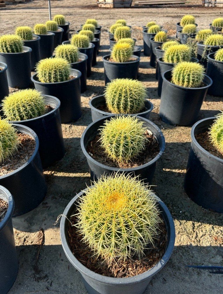 Photo for Echinocactus grusonii (Golden Barrel Cactus)