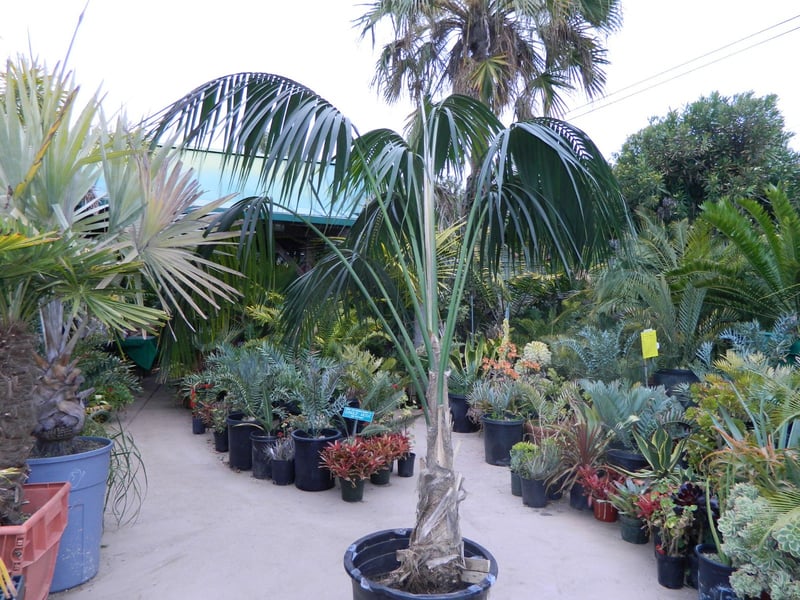 Photo for Howea forsteriana (Multi) (Kentia Palm)