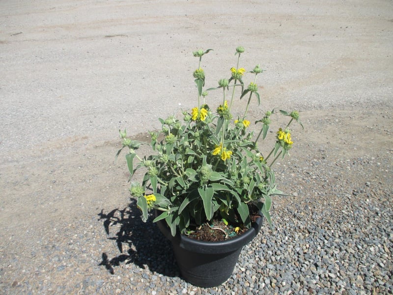Photo for Phlomis fruticosa (Jerusalem Sage)