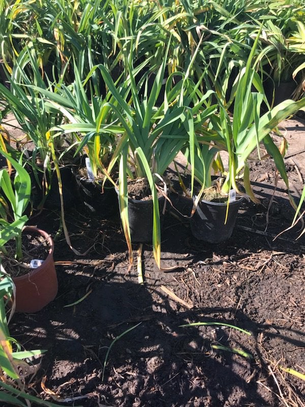 Photo for Hemerocallis spp. (Mixed Colors) (Assorted Day Lillies)