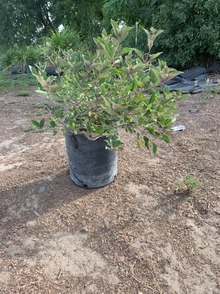 Photo for Vitex trifolia 'Purpurea' (Arabian Lilac)