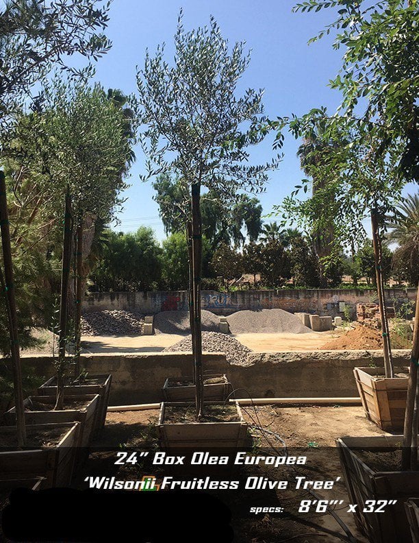 Photo for Olea europaea 'Fruitless' (Standard) (Fruitless Olive)