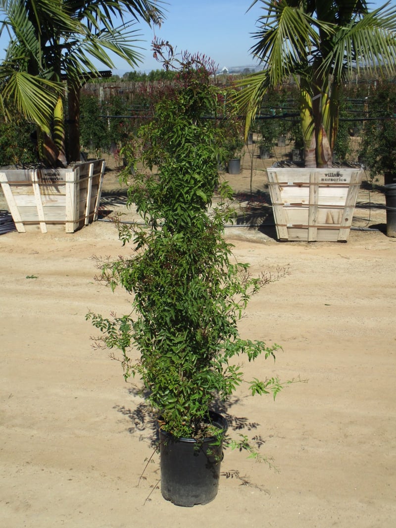 Photo for Jasminum polyanthum (Pink Jasmine)