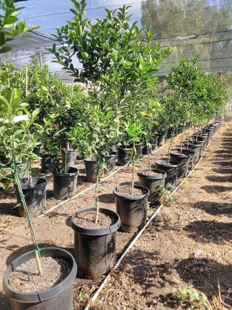 Photo for Fortunella margarita 'Nagami' (Dwarf Nagami Kumquat)