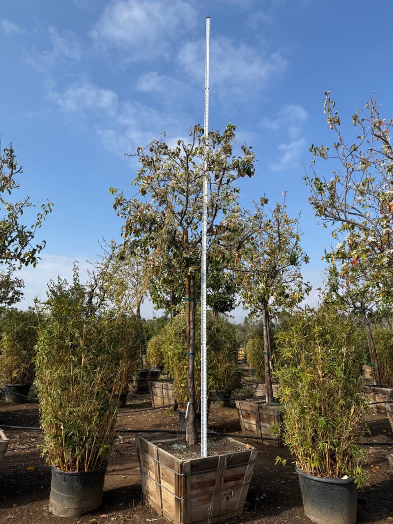 Photo for Pyrus kawakamii (Standard) (Evergreen Pear)