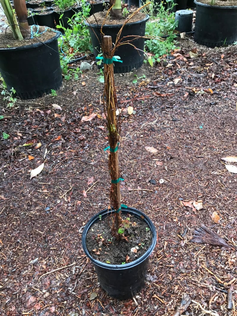 Photo for Parthenocissus tricuspidata (Boston Ivy)