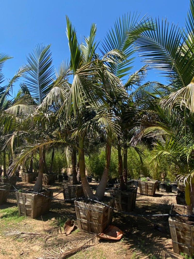 Photo for Archontophoenix alexandrae (Multi) (King Palm)
