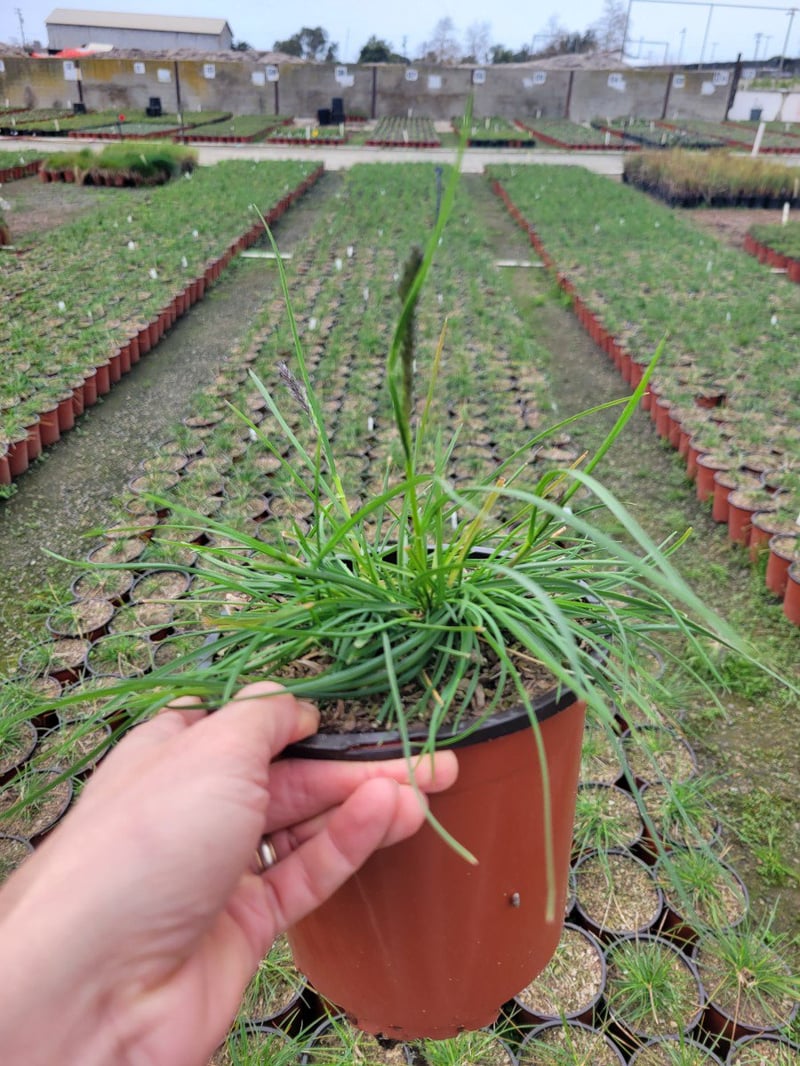 Photo for Sesleria autumnalis (Autumn Moor Grass)