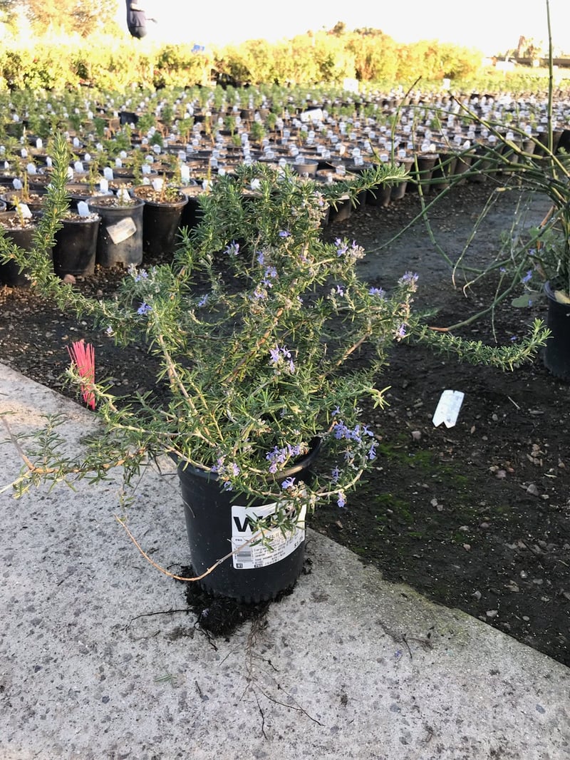 Photo for Rosmarinus officinalis (Rosemary)