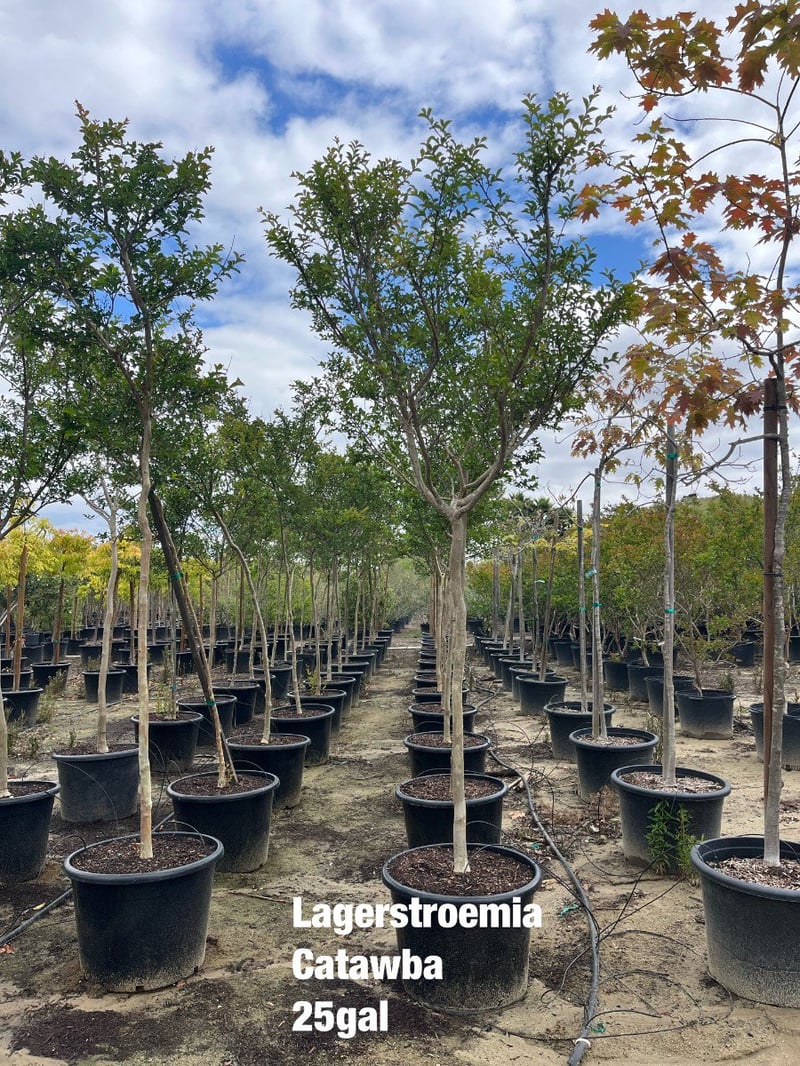 Photo for Lagerstroemia indica 'Catawba' (Standard) (Catawba Crape Myrtle)