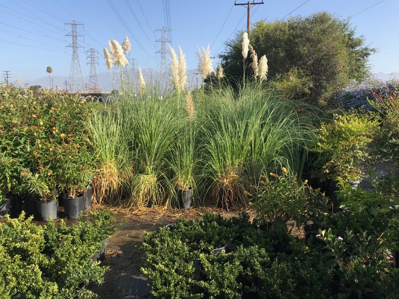 Photo for Cortaderia selloana (Uruguayan Pampas Grass)