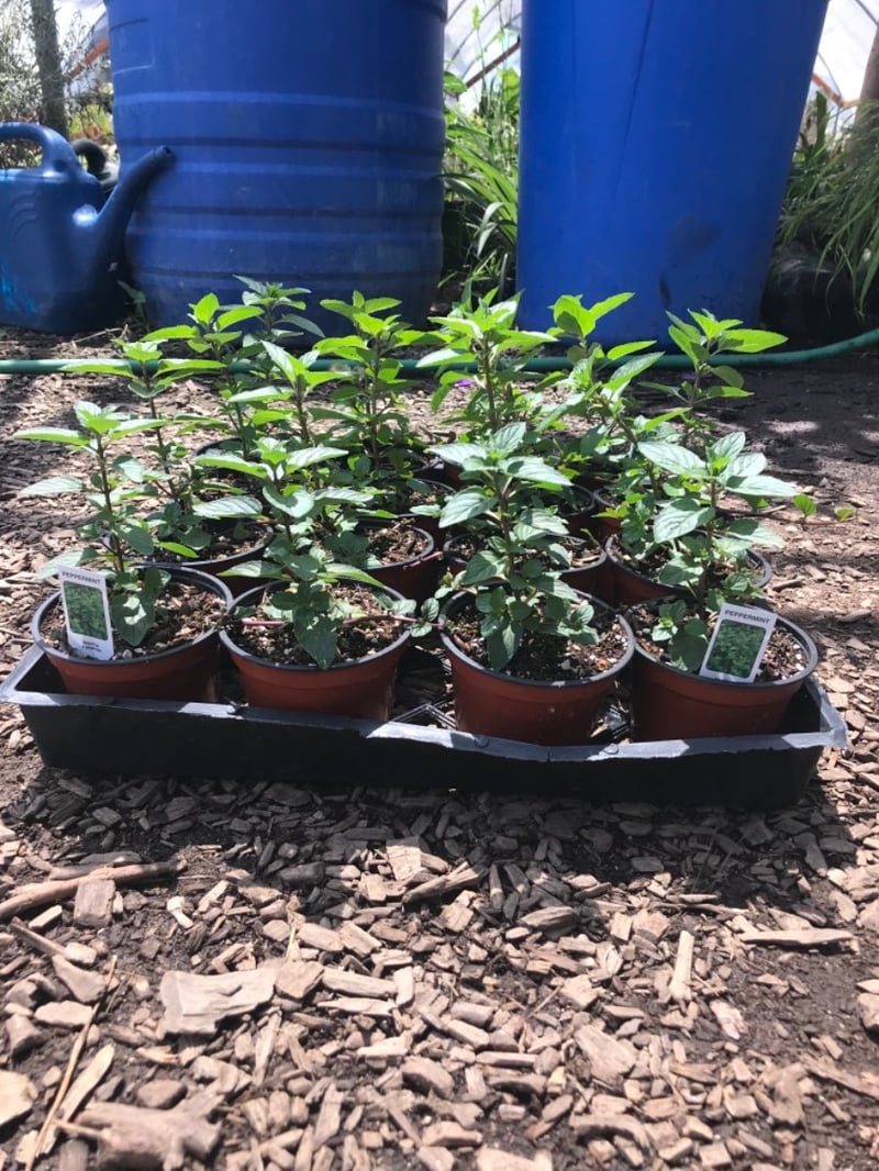 Photo for Mentha piperita (Peppermint)