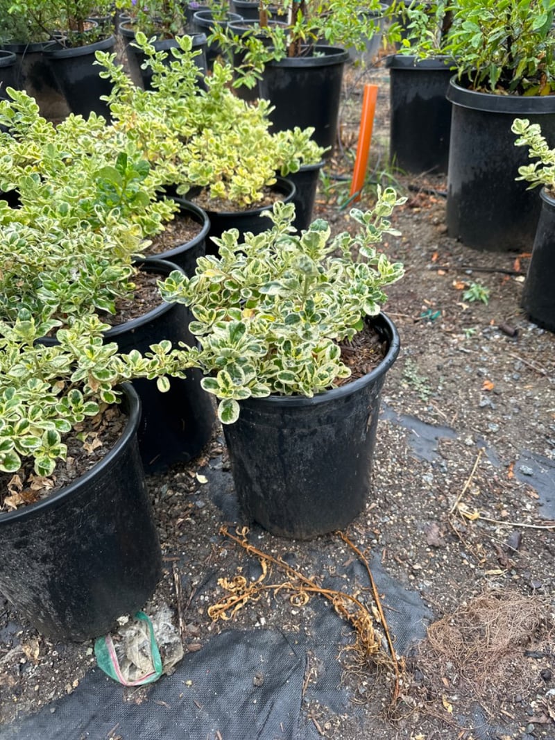 Photo for Coprosma 'Marble Queen' (Marble Queen Mirror Plant)