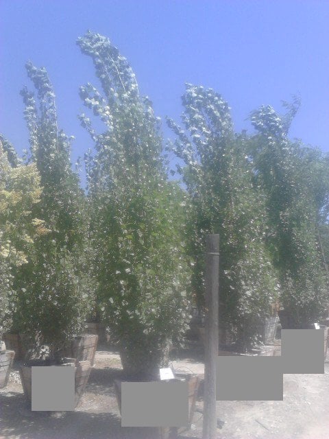 Photo for Populus nigra 'Italica' (Standard) (Lombardy Poplar)