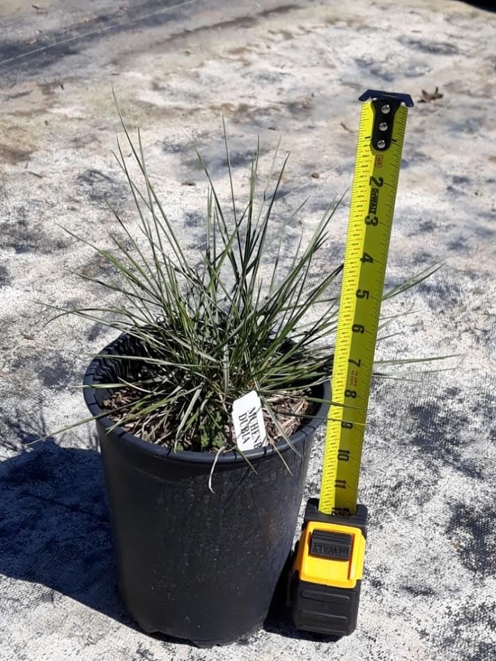 Photo for Muhlenbergia dubia (Pine Muhly)