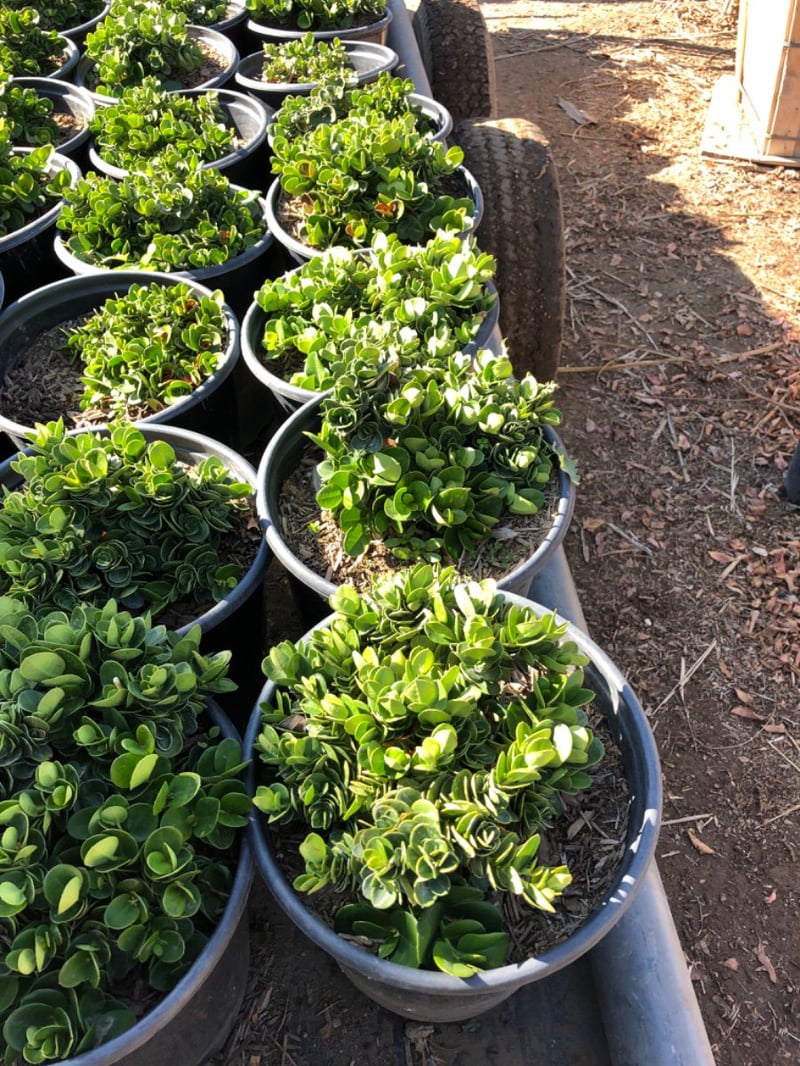 Photo for Carissa macrocarpa 'Tomlinson' (Tomlinson Natal Plum)