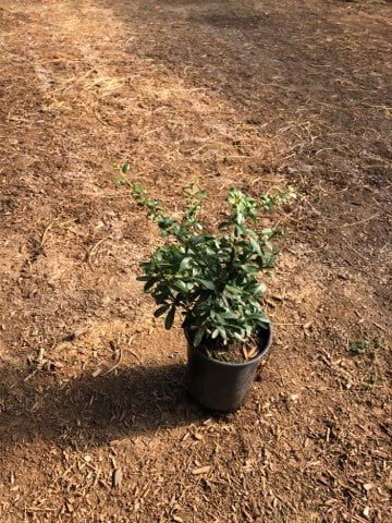 Photo for Pyracantha koidzumii 'Santa Cruz' (Red Berried Firethorn)