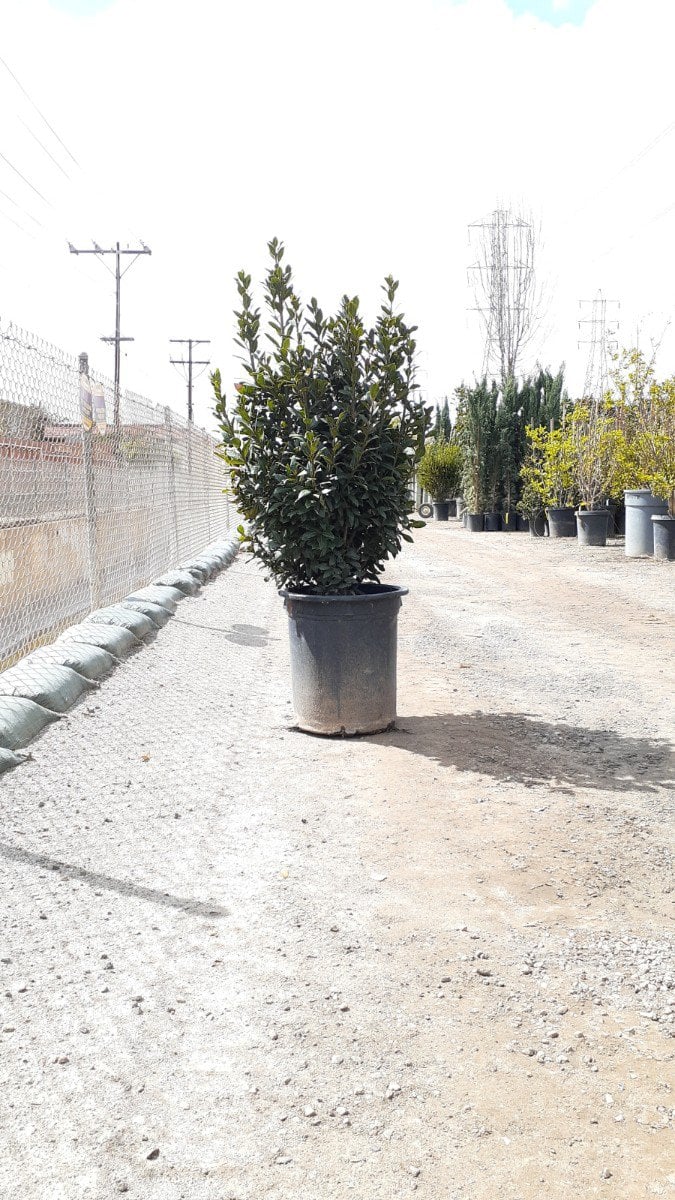 Photo for Laurus nobilis (Bush) (Sweet Bay Laurel)