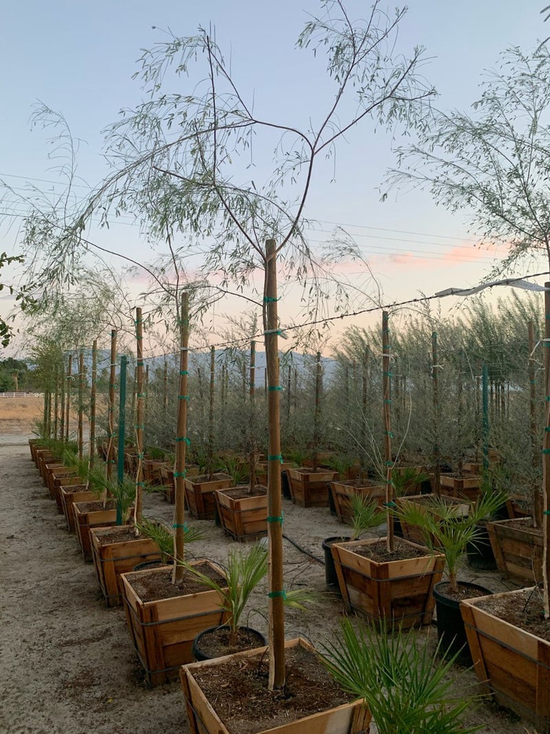 Photo for Acacia willardiana (Palo Blanco)