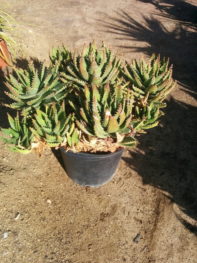 Photo for Aloe x nobilis (Golden Toothed Aloe)