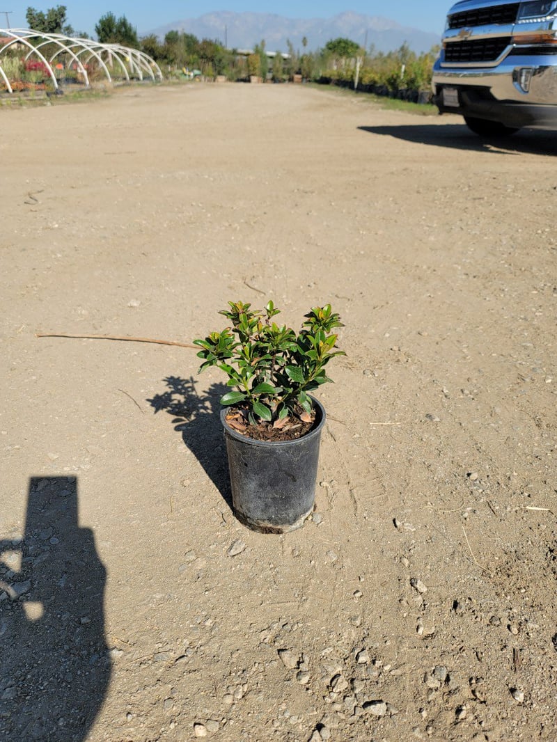 Photo for Rhaphiolepis umbellata (Yeddo Hawthorn)