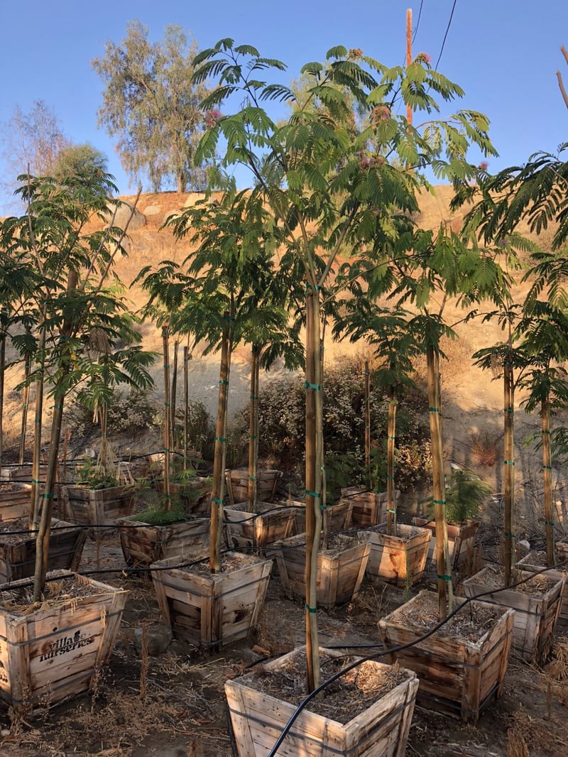 Photo for Albizia julibrissin (Standard) (Silk Tree)