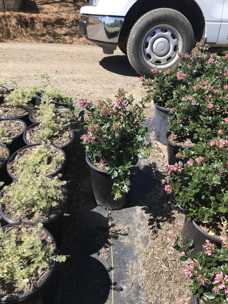 Photo for Escallonia 'Fradesii' (Frades Escallonia)
