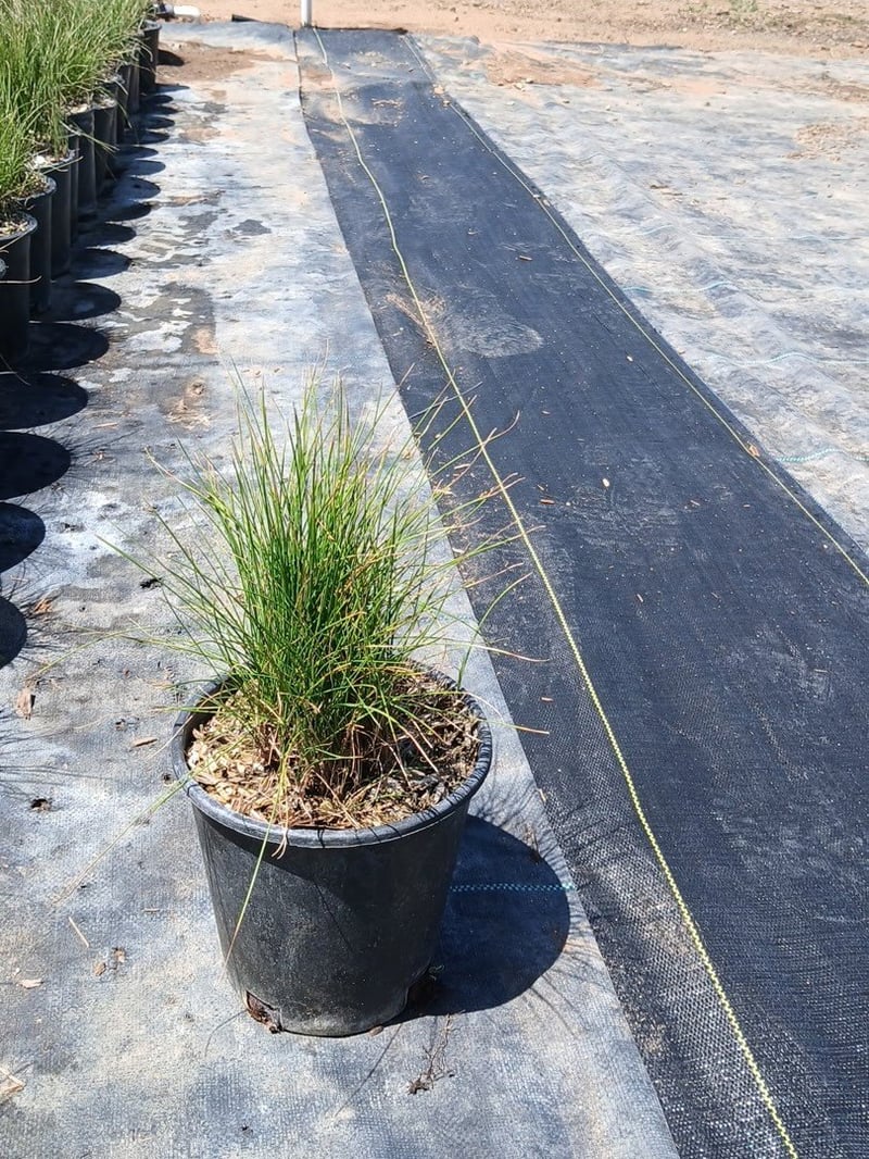 Photo for Festuca rubra (Red Fescue)