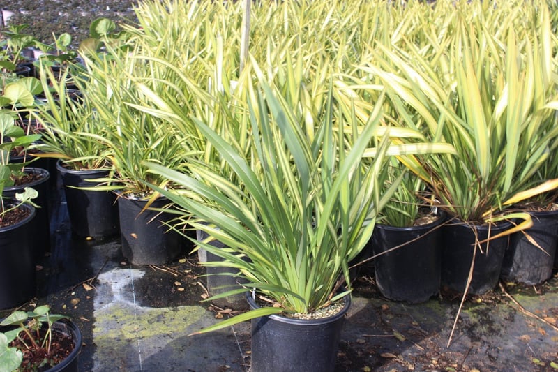 Photo for Phormium x 'Yellow Wave' (Yellow Wave New Zealand Flax)