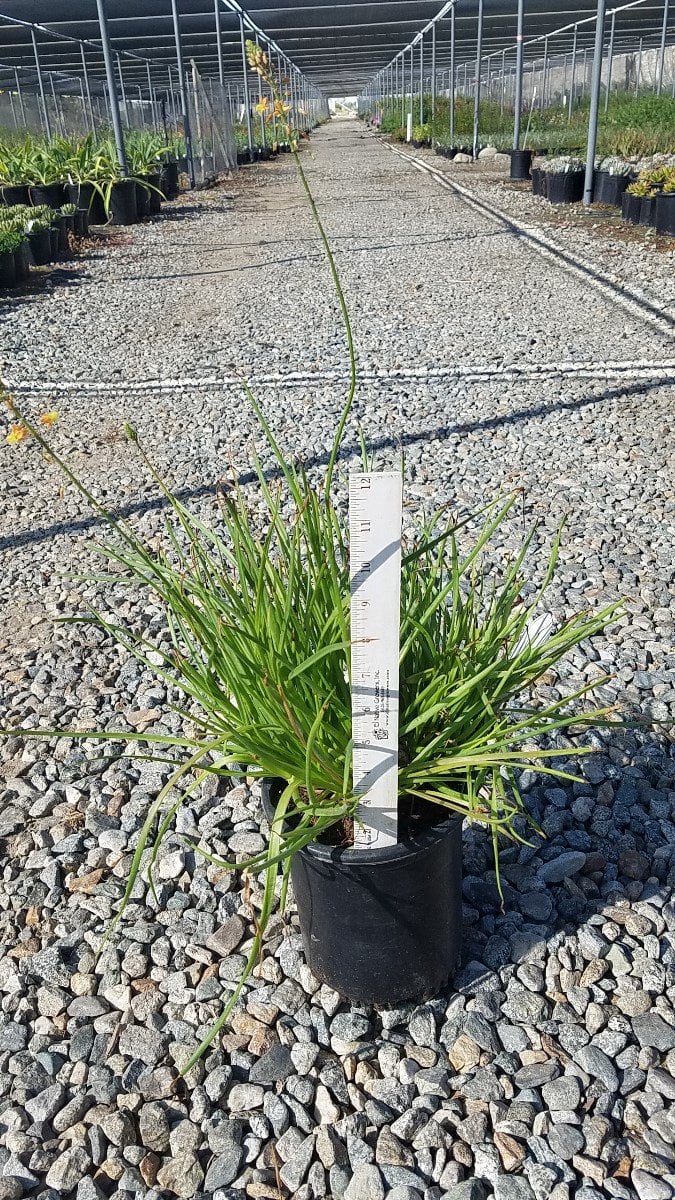 Photo for Bulbine frutescens 'Orange' (Stalked Bulbine)