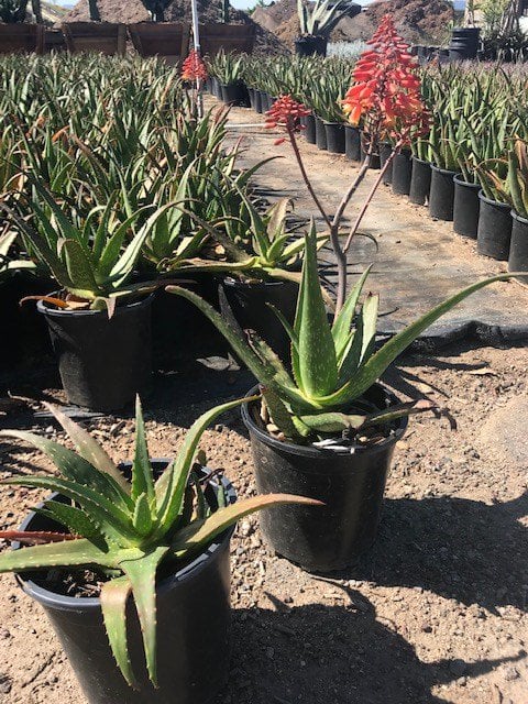 Photo for Aloe 'Rooikappie' (Little Red Riding Hood Aloe)