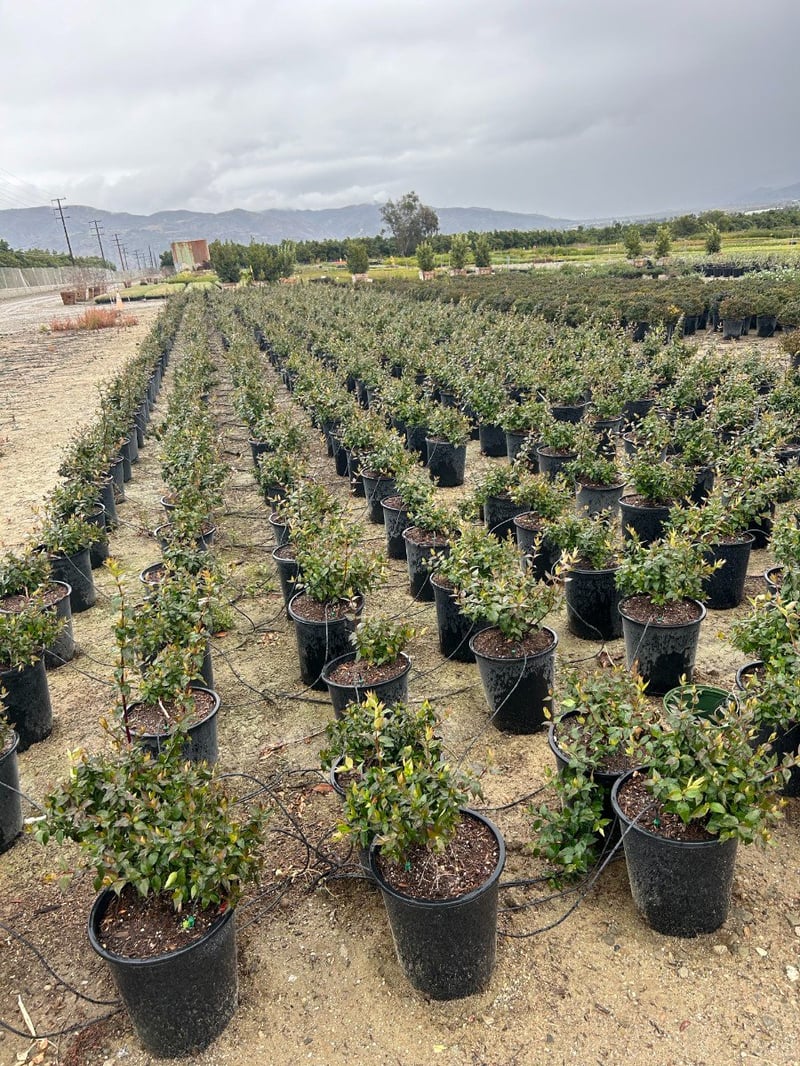Photo for Abelia x grandiflora 'Sherwodii' (Sherwodii glossy abelia)
