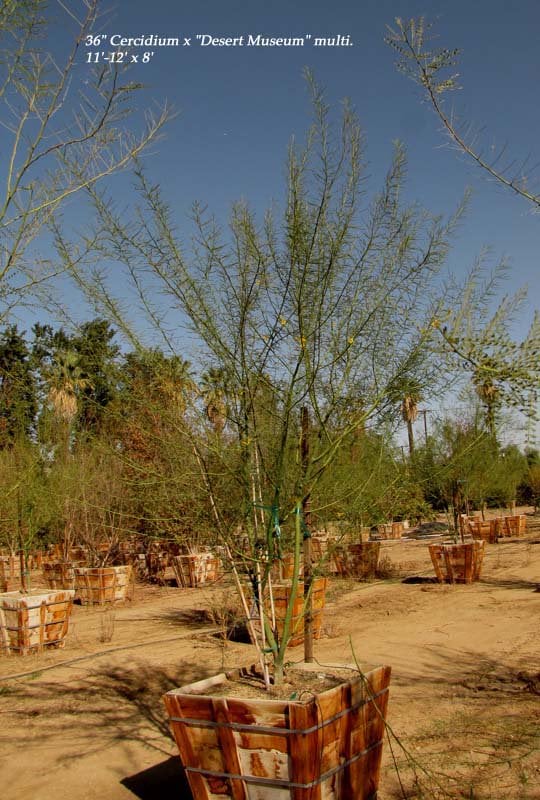 Photo for Cercidium floridum (Parkinsonia florida) (Blue Palo Verde)