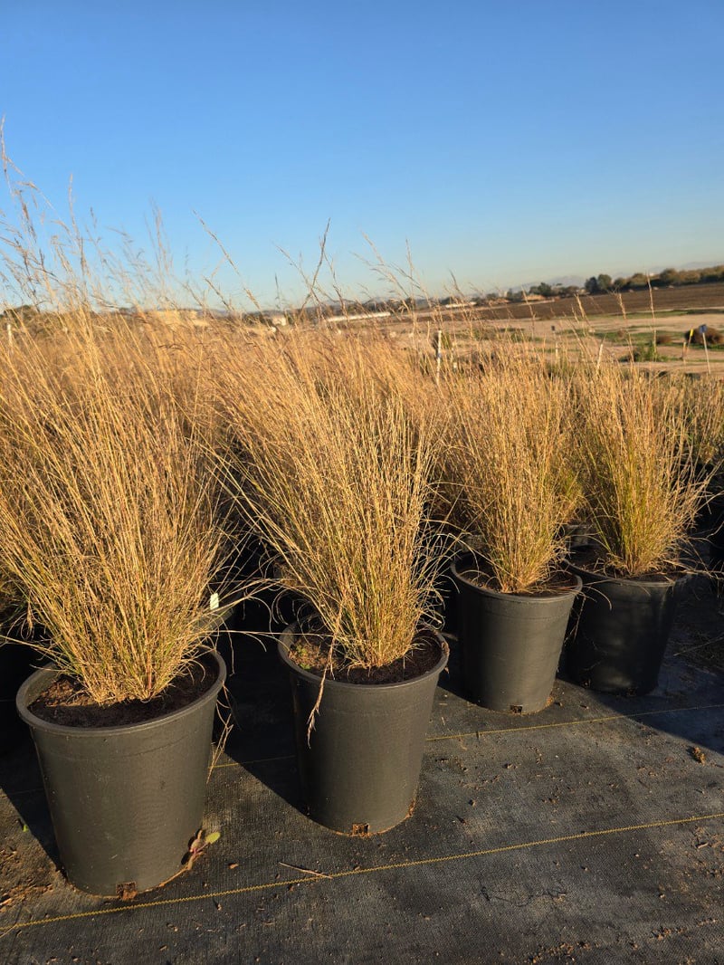 Photo for Aristida purpurea (Purple Three Awn)