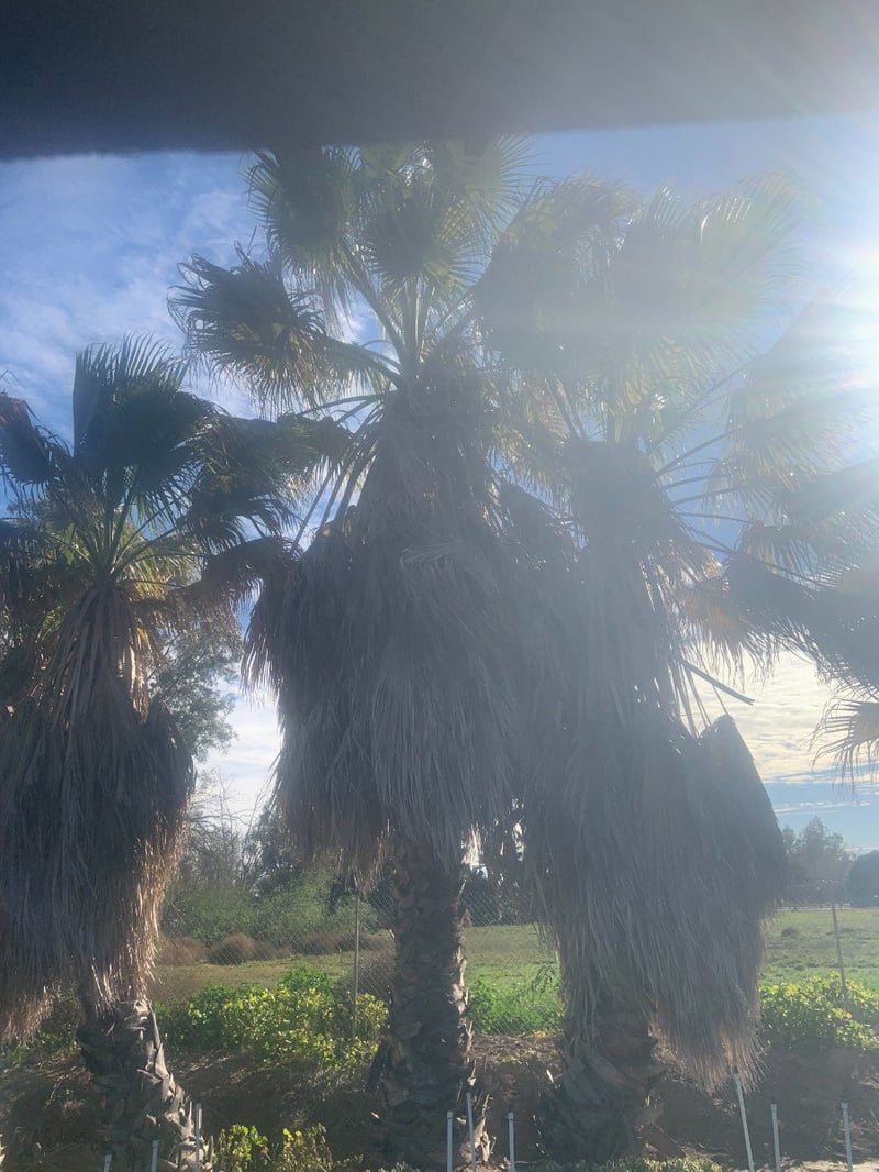 Photo for Washingtonia filifera (California Fan Palm)