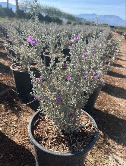Photo for Leucophyllum candidum 'Thundercloud' (Thundercloud Texas Ranger)